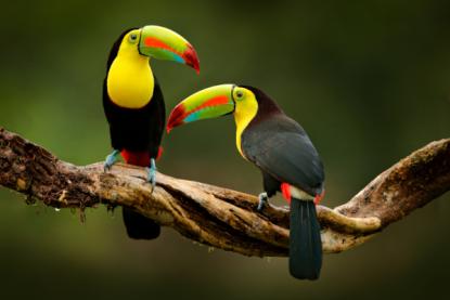 Amazonas Vögel